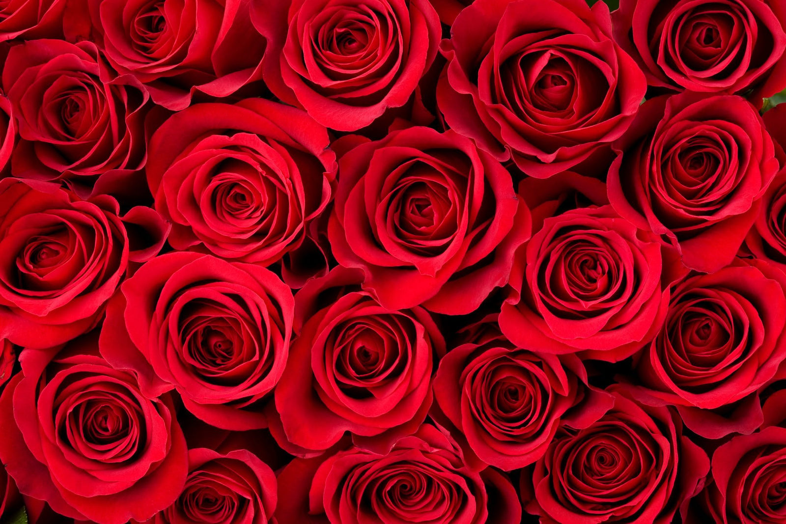 Best Valentine's Day Flowers to Buy Online 2023