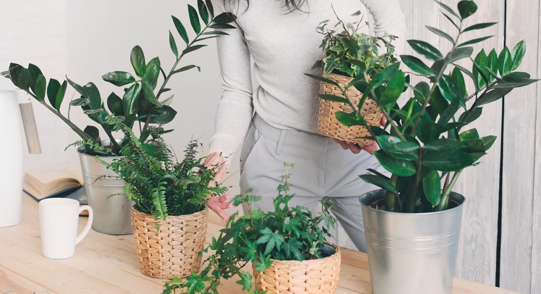 Feeding Your Indoor Potted Plants Food: A Guide