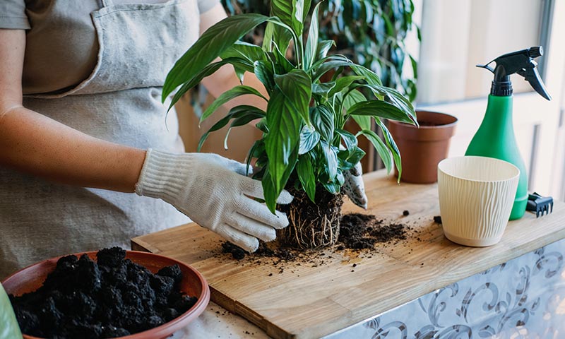 How to Care for a Peace Lily