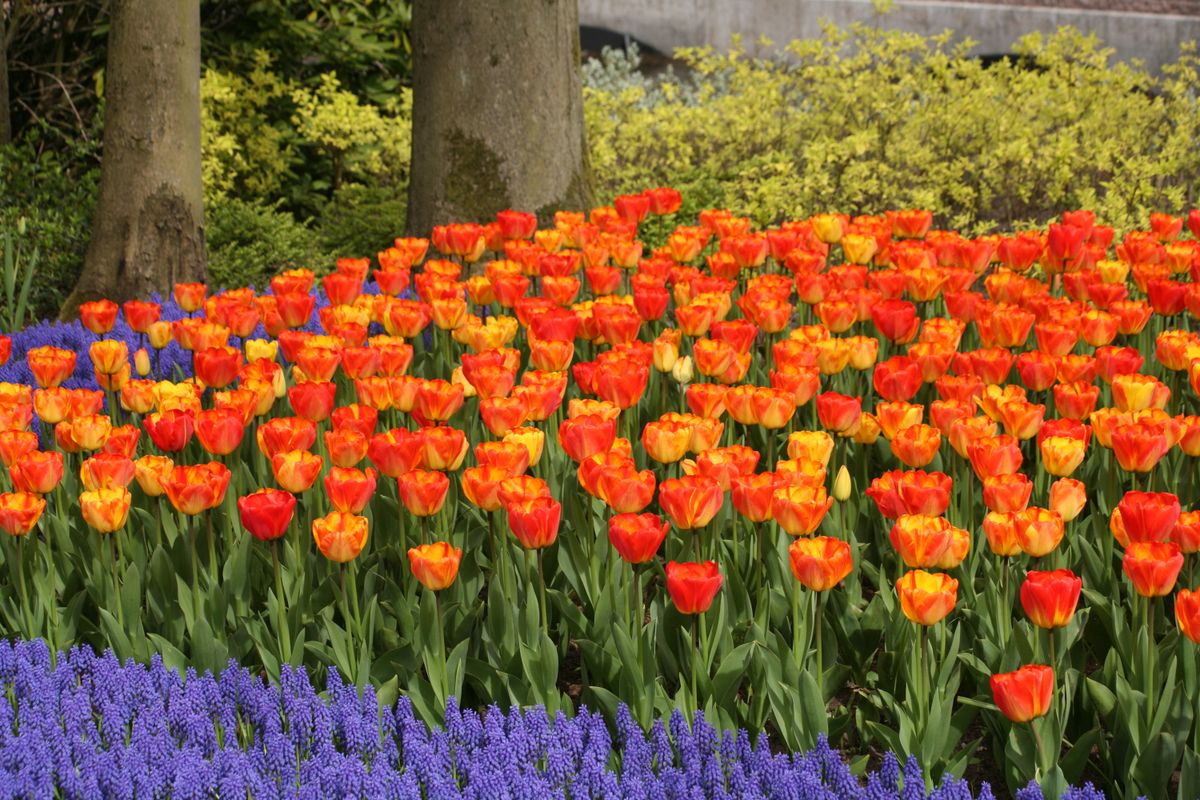 Tips on How to Care For and Grow Tulips