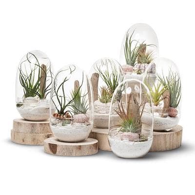 succulent terrarium melbourne Egg Terrarium in Melbourne
