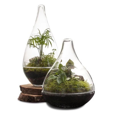 terrarium plants melbourne Pixie Terrarium