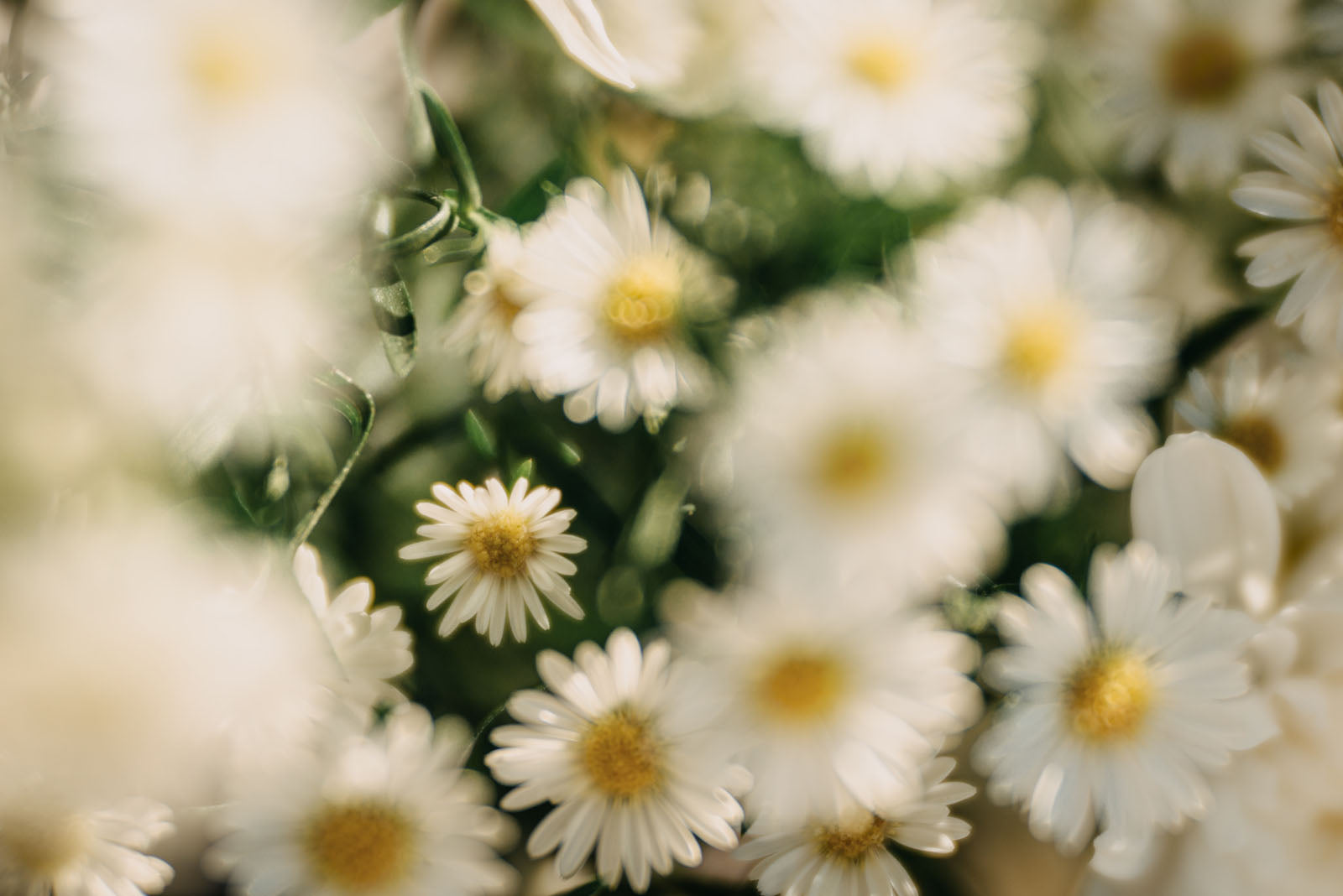 Flower Photography: Capture the Beauty of Your Bouquet