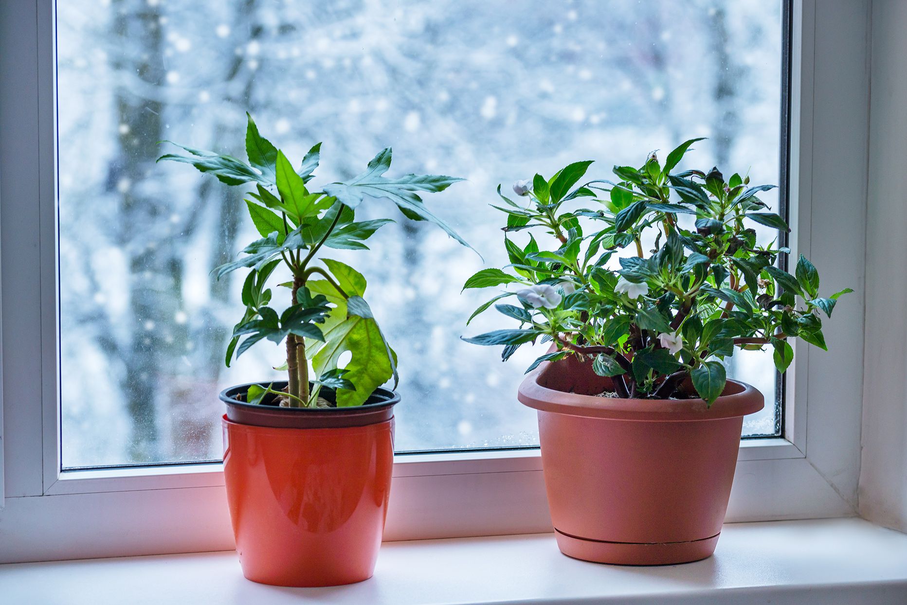 Your Ultimate Houseplant Temperature Guide