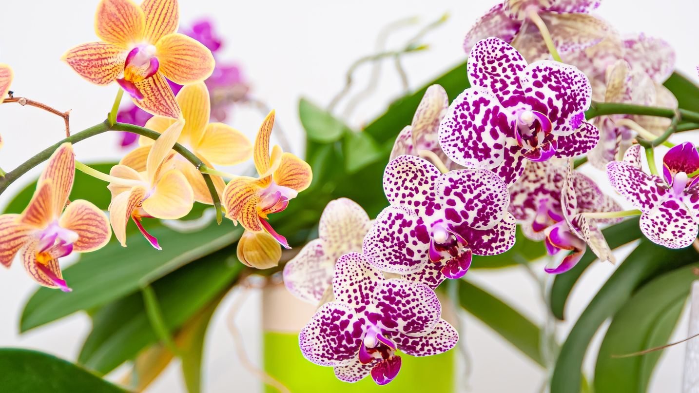 Your Orchid Plant Care Guide Mordialloc Florist