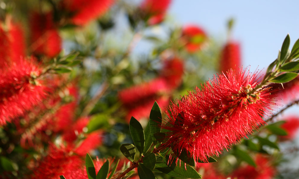 Your Guide to Native Australian Flowers