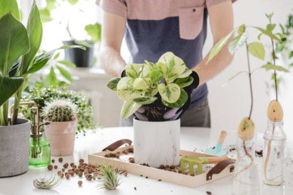 Easy & Essential House Plant Care Tips