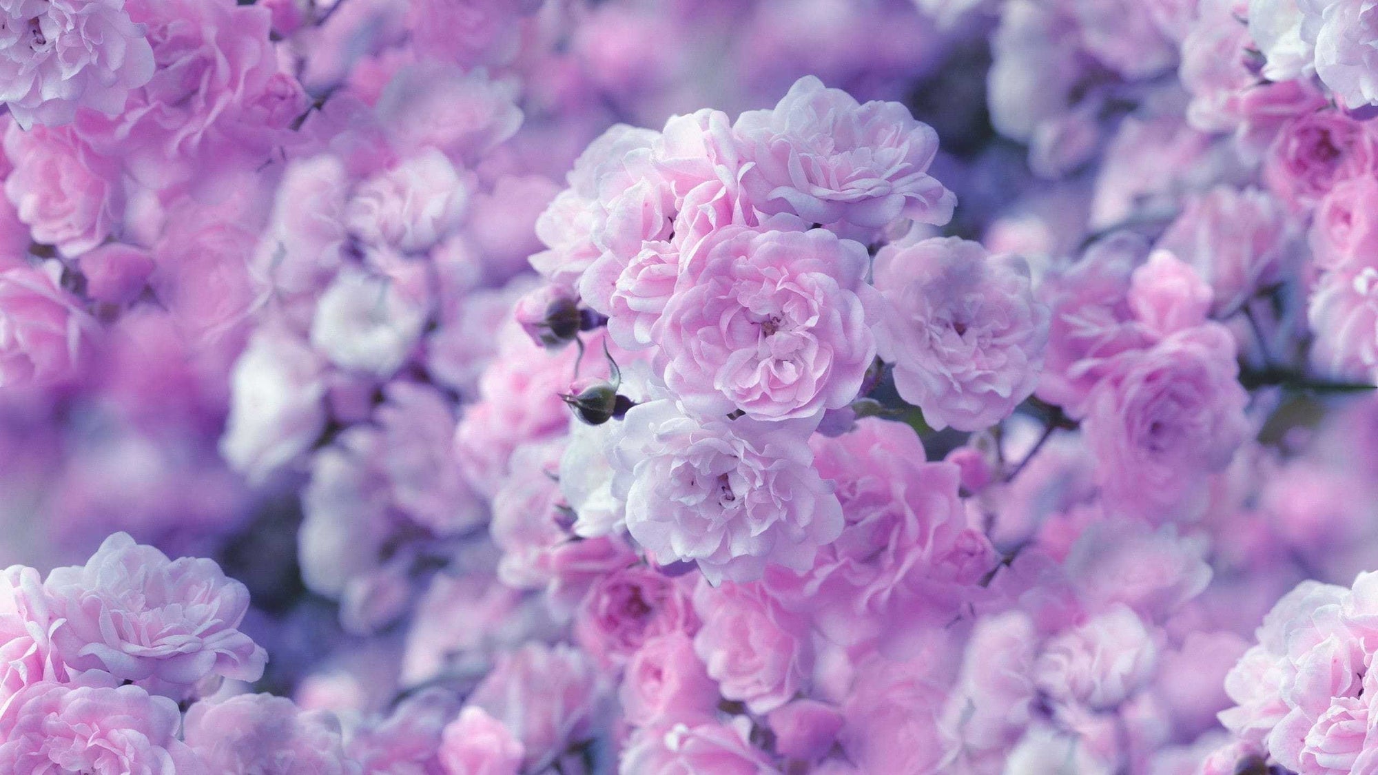 The Language of Flowers: Symbolism and Meaning Behind Different Blooms