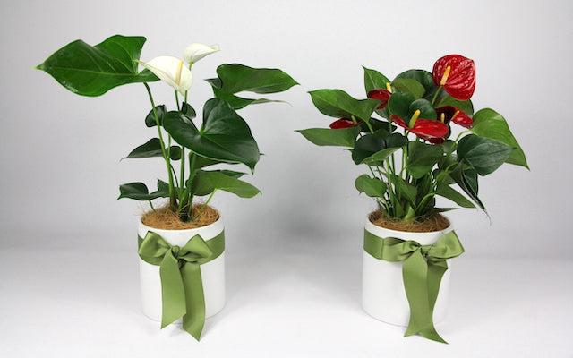 Real Florist. Real Flowers. Melbourne Online Delivery. Same Day | Anthurium Lush