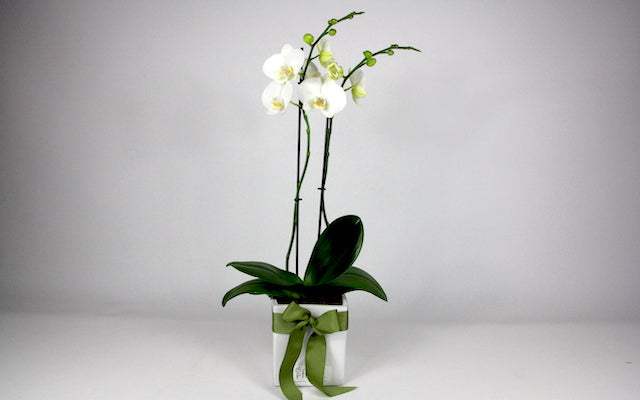Real Florist. Real Flowers. Melbourne Online Delivery. Same Day | Double Stem Phalaenopsis Orchid