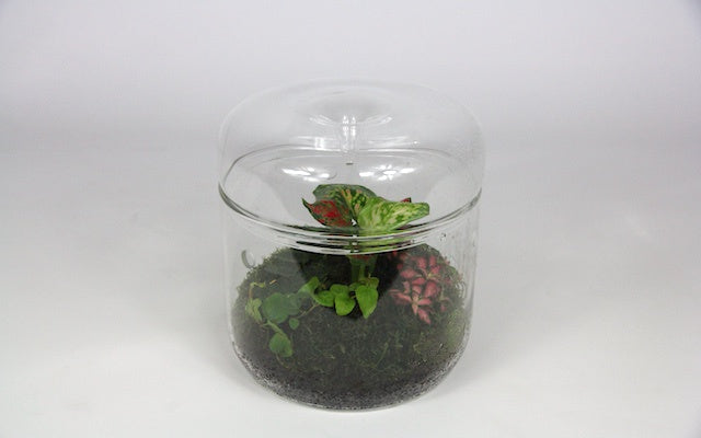 Glass Sanctuary - L
