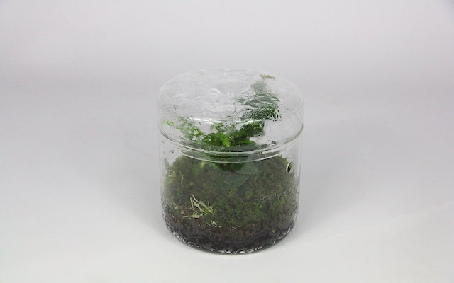 Glass Sanctuary - M