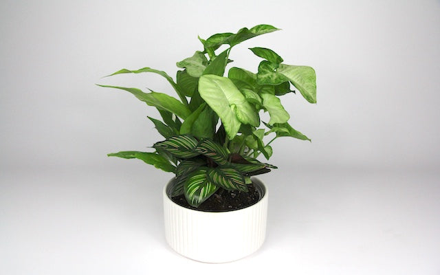 Indoor Garden