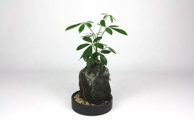 Real Florist. Real Flowers. Melbourne Online Delivery. Same Day | Life on the Rocks