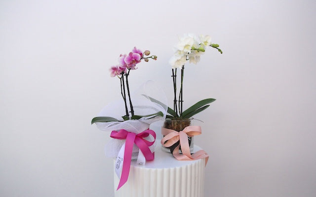 Real Florist. Real Flowers. Melbourne Online Delivery. Same Day | Mini Phalaenopsis Orchid