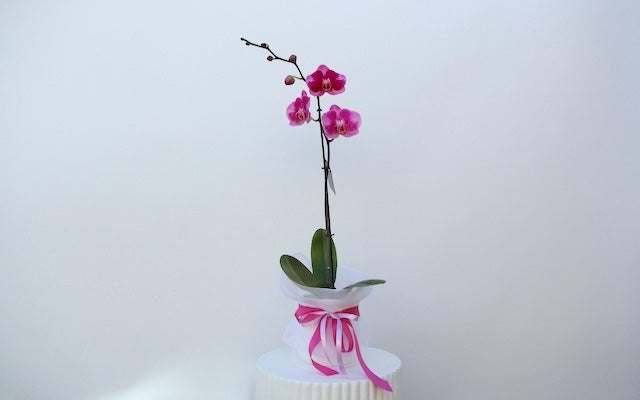 Real Florist. Real Flowers. Melbourne Online Delivery. Same Day | Single Stem Phalaenopsis Orchid