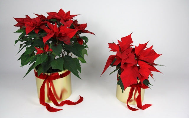 Real Florist. Real Flowers. Melbourne Online Delivery. Same Day | Poinsettia Gold