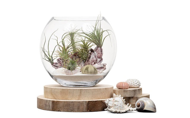 Real Florist. Real Flowers. Melbourne Online Delivery. Same Day | Revival Fishbowl - 30cm