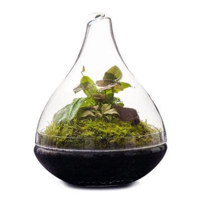 Real Florist. Real Flowers. Melbourne Online Delivery. Same Day | Pixie Terrarium - Wide