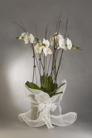 Real Florist. Real Flowers. Melbourne Online Delivery. Same Day | Living Stunning Phalaenopsis Orchids