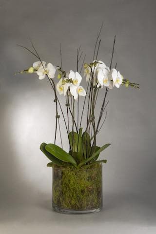 Real Florist. Real Flowers. Melbourne Online Delivery. Same Day | Living Stunning Phalaenopsis Orchids