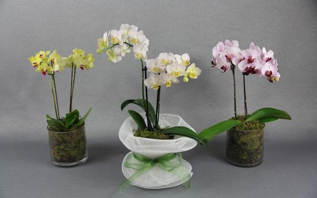 Real Florist. Real Flowers. Melbourne Online Delivery. Same Day | Mini Phalaenopsis Orchid