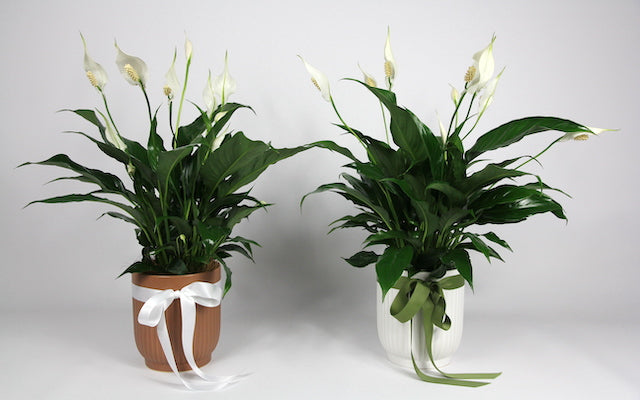 Real Florist. Real Flowers. Melbourne Online Delivery. Same Day | Evergreen Lush