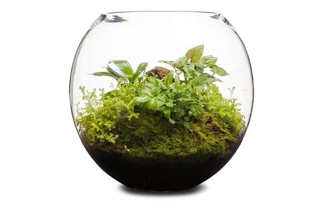 Real Florist. Real Flowers. Melbourne Online Delivery. Same Day | Revival Fishbowl - 35cm