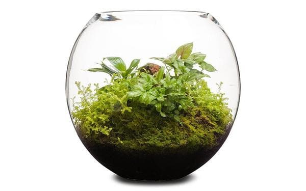 Real Florist. Real Flowers. Melbourne Online Delivery. Same Day | Revival Fishbowl - 30cm