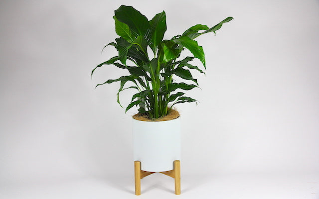 Real Florist. Real Flowers. Melbourne Online Delivery. Same Day | Monique Lily