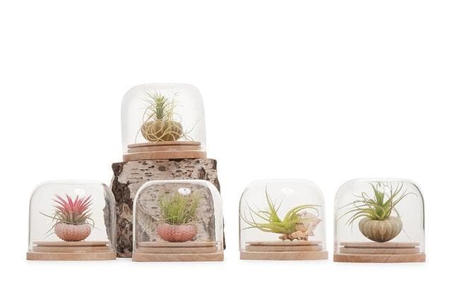 Real Florist. Real Flowers. Melbourne Online Delivery. Same Day | Tillandsia Dome