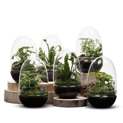 Real Florist. Real Flowers. Melbourne Online Delivery. Same Day | Egg Terrarium